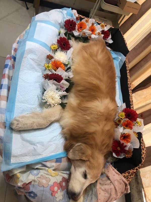 上海猫咪火化 宠物火化 宠物狗火化 宠物狗火葬 口碑好 更懂客户