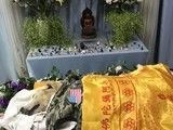 上海狗狗24小时上门接宠 价格透明有保障