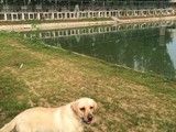 建国门提供宠物寄养单独寄养长期散养寄养宠物托管寄养宠物
