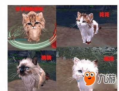 明教的宠物：了解明教的宠物种类和养护技巧？明教宠物排行榜和养护指南