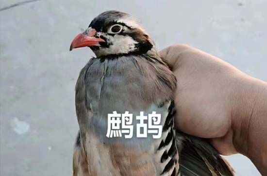 急求不易掉毛的小型犬有哪些种类