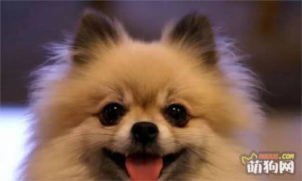 想养狗不知道养什么？快来看看把，小型宠推荐……