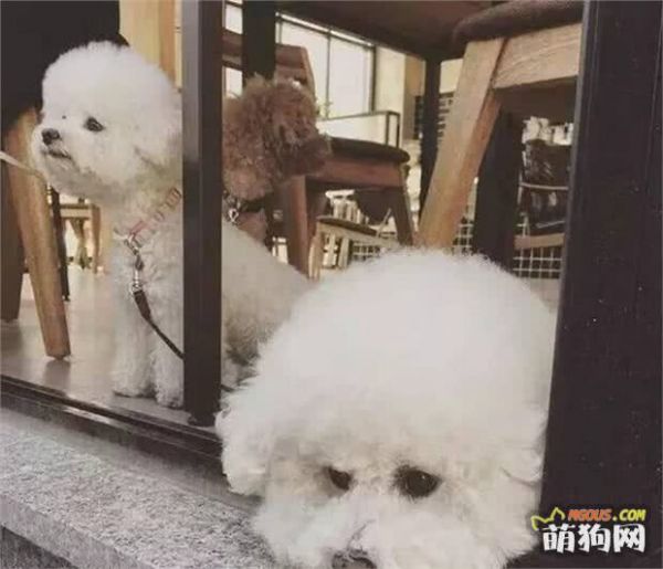想养狗不知道养什么？快来看看把，小型宠推荐……