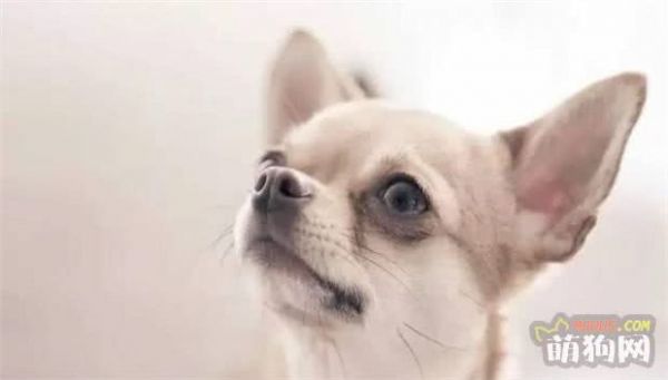 想养狗不知道养什么？快来看看把，小型宠推荐……