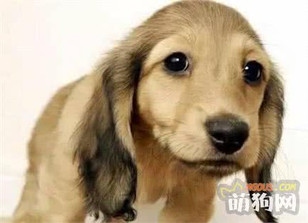 想养狗不知道养什么？快来看看把，小型宠推荐……