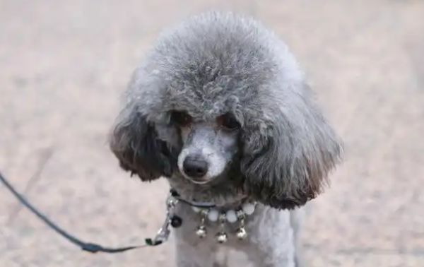 想知道贵宾犬什么颜色最贵？看完这篇就懂了
