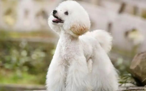 想知道贵宾犬什么颜色最贵？看完这篇就懂了