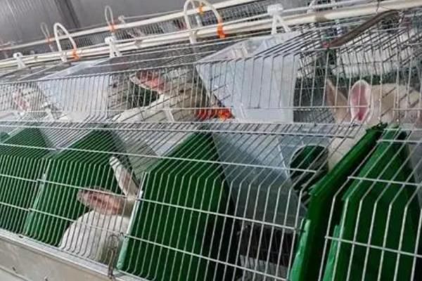 冬天怎么帮助兔子保暖驱寒，尽可能在室内饲养宠物兔
