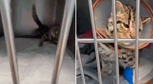 捡到一只国家二级保护动物豹猫，却发现它被小孩子殴打重伤