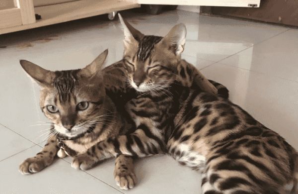 豹猫吃什么猫粮最好