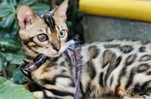 豹猫贵吗 多少钱一只