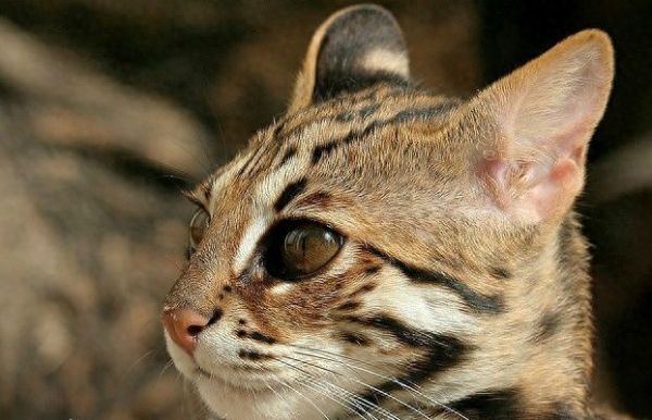 又像豹子又像猫，一条价值9000元的豹猫弹跳力惊人