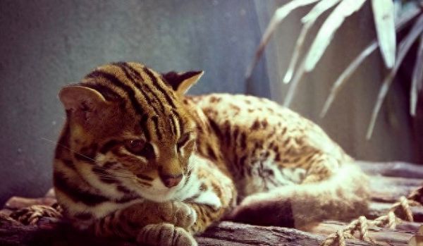 又像豹子又像猫，一条价值9000元的豹猫弹跳力惊人