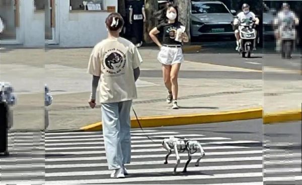 蹓机械狗走在路上颇能吸引注意，机械狗主人甚至还为它套上狗带，或是让一些功能较强、有自动跟随与负重功能的机械狗协助主人下楼取快递。（图／微博）