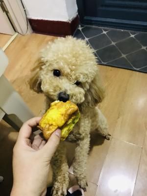 超级简单的宠物鸡肉蔬菜蛋挞、宠物零食、狗狗零食的做法 步骤9
