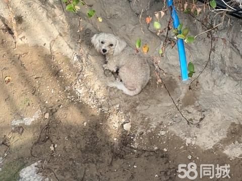 宁德宠物赠送/领养·中医院门口河道旁有一只狗 能不能抓上来 