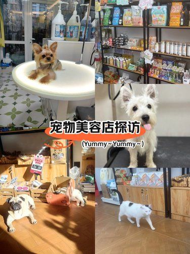 宠物宝藏之选,寄养环境超舒适