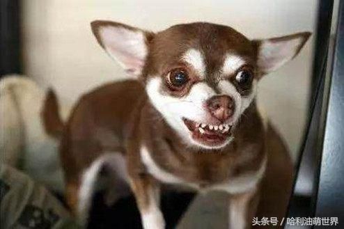 你听过最搞笑的宠物名字都有哪些？网友们的分享笑翻了