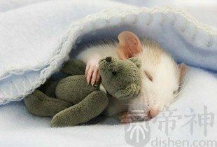 魔兽世界猎人id逗比