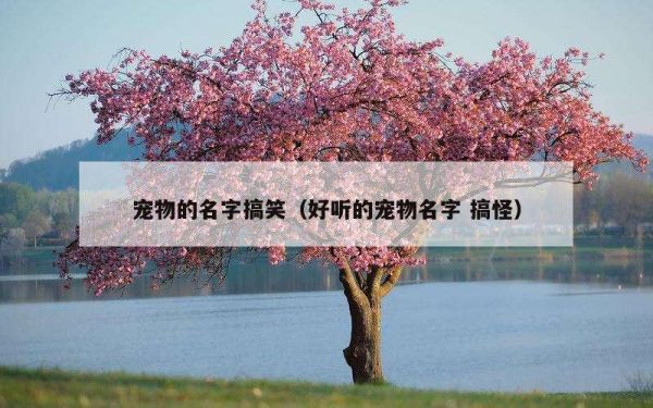 宠物的名字搞笑（好听的宠物名字 搞怪）