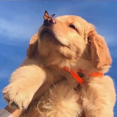 小众宠物头像