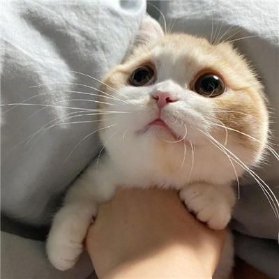 小众宠物头像