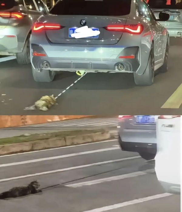 “汽车当街拖行小猫”，警方凌晨再通报！
