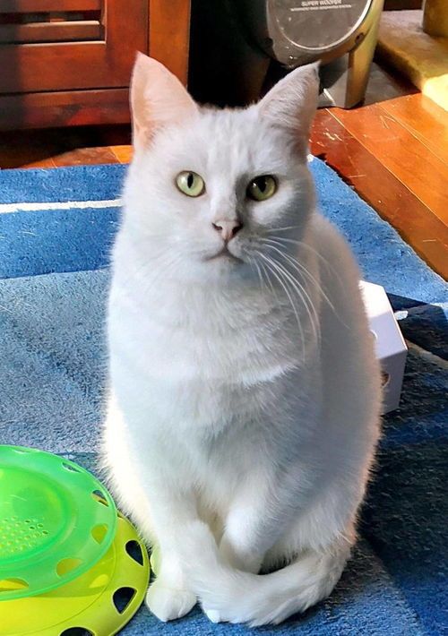 宠物猫怎么让它吃素食