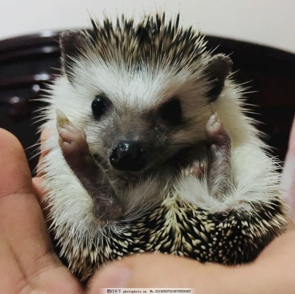 小动物刺猬可爱