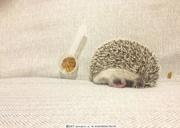 小刺猬