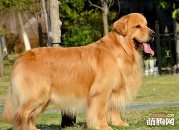 6种狗狗的智商，哪种狗狗智商最高，最受人喜欢