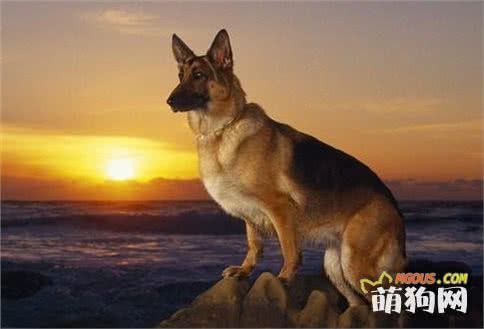 6种狗狗的智商，哪种狗狗智商最高，最受人喜欢