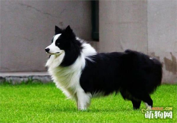 6种狗狗的智商，哪种狗狗智商最高，最受人喜欢