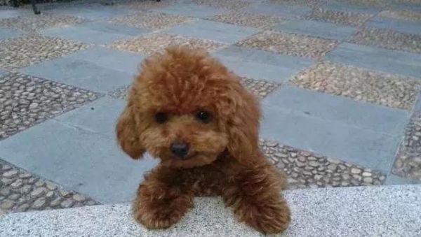 最“聪明”的五种狗狗，没想到蝴蝶犬也在其中，其中一只已被禁养