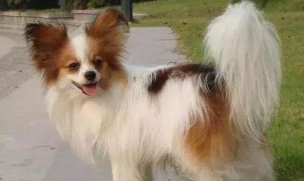 最“聪明”的五种狗狗，没想到蝴蝶犬也在其中，其中一只已被禁养