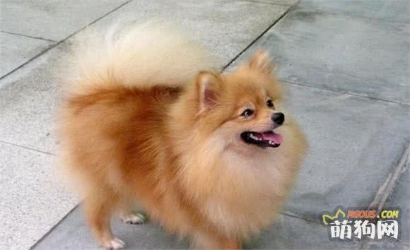 最适合家养的五种小型犬