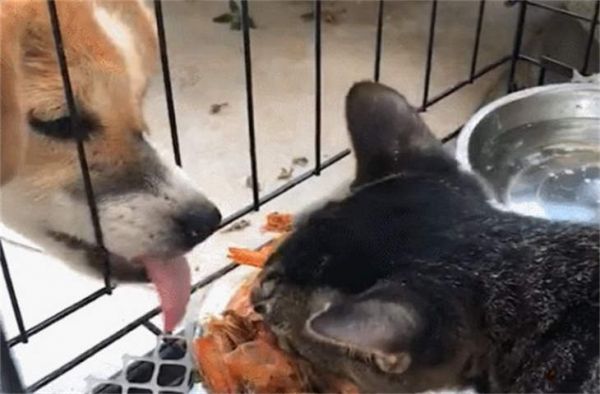 狗狗能吃虾吗 禁忌食物有哪些