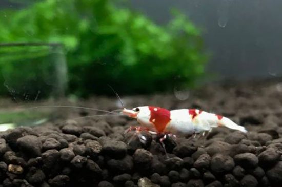 新手怎么养水晶虾