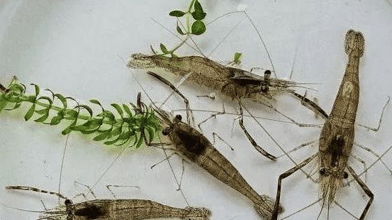 淡水虾怎么养？四种常见淡水虾的养殖技术大全