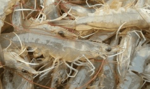 淡水虾养殖技术，如何才能养好淡水虾