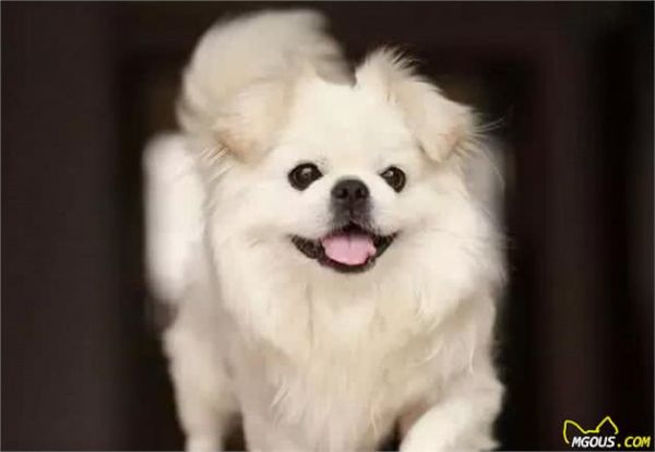 如何养狗系列156狗狗的腰椎病