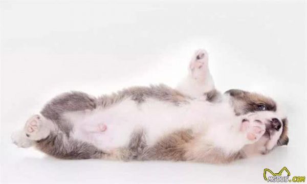 如何养狗系列156狗狗的腰椎病