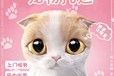 孝感宠物狗狗托运航空托运