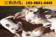 云南文山广南名犬幼崽秋田犬