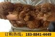 云南红河金平苗族瑶族傣族自治狗市场出售苏格兰牧羊犬在哪些地方