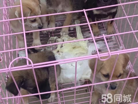 孝感宠物赠送/领养·多只小狗免费送养