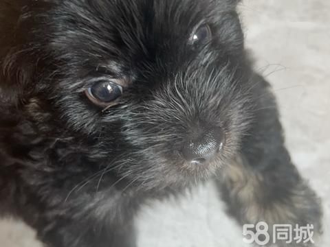 东莞市虎门立尔信货运代理服务部·漂亮的黑色小狗