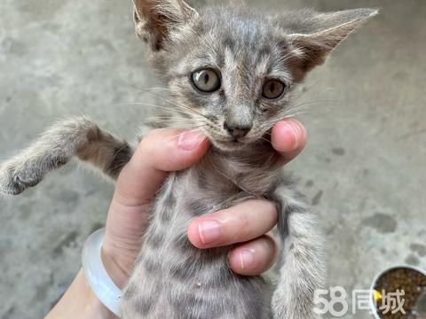 孝感宠物赠送/领养·小猫领养，两个月大，看起来像是英短虎斑串串，被遗弃在我家楼下的，希望爱
