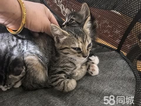 孝感宠物赠送/领养·猫咪领养，猫咪找合适领养人！好有养猫经验的！