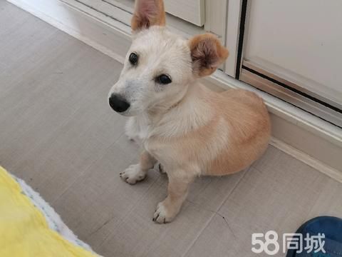 应城市爱红超市·白色土狗，六七个月公狗，听话不咬人，因个人原因没时间养它，所以想给他找